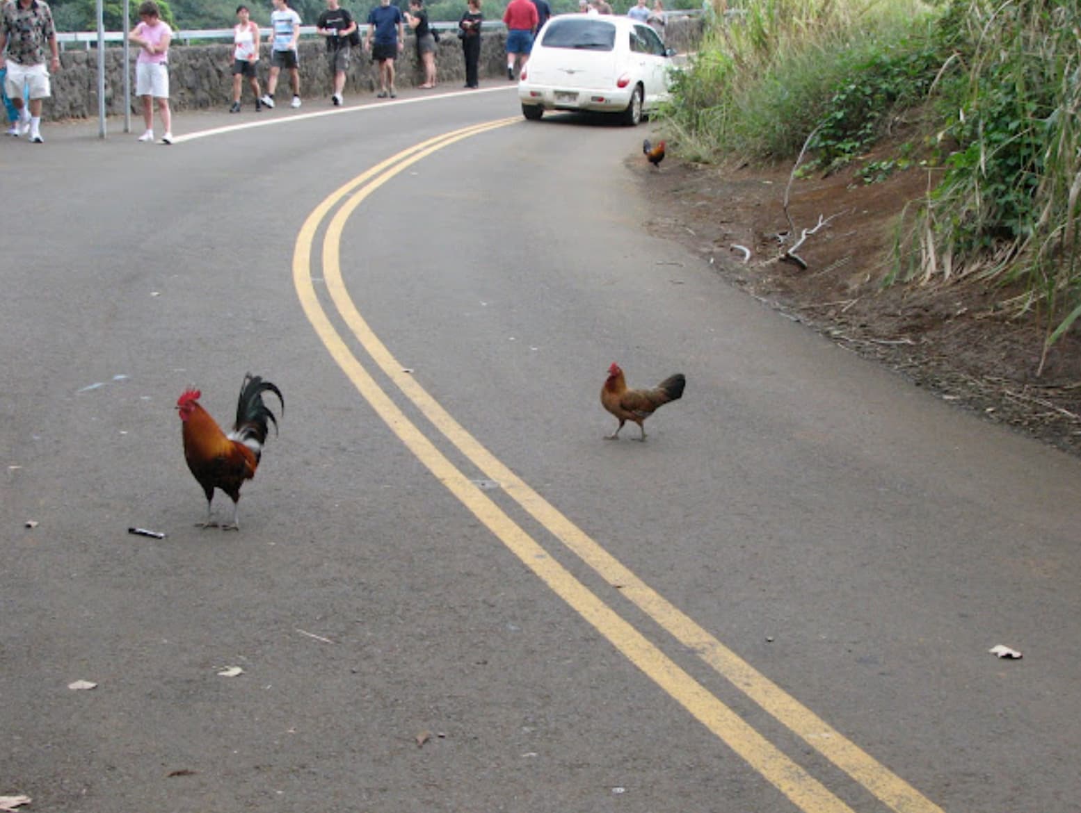 did the chicken cross the road